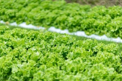 有機野菜（オーガニック）は体にいい？栄養・残留農薬・環境から考える