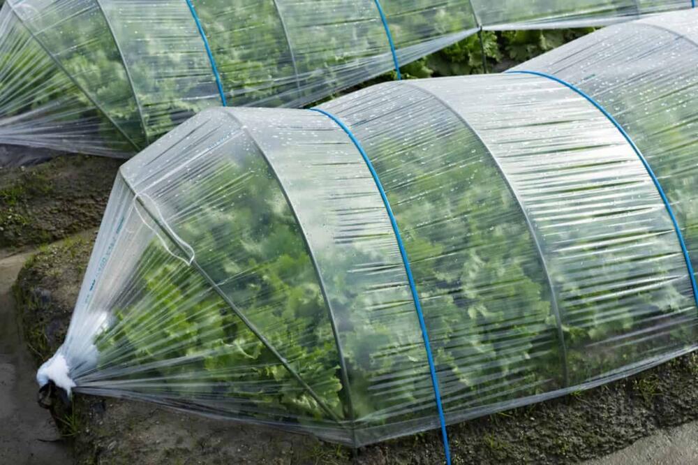 有機野菜 慣行農法 違い アレルギーになるのか